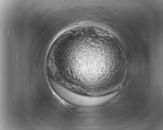 X0000064721527200602131211