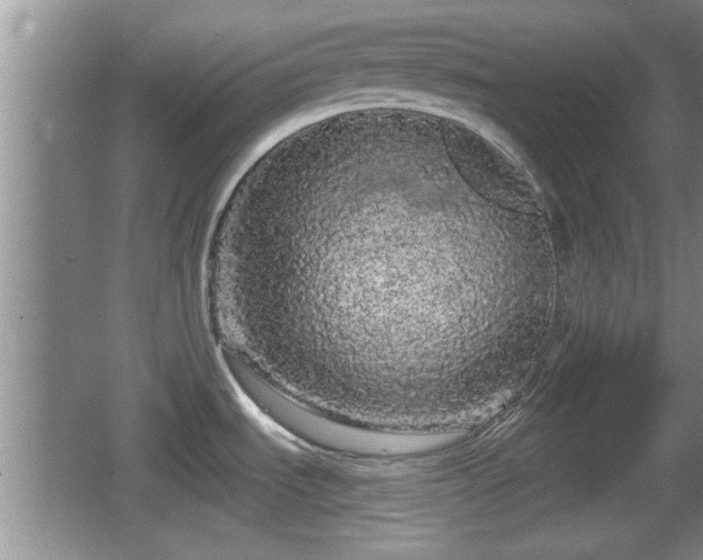 X0000064721535200602131211