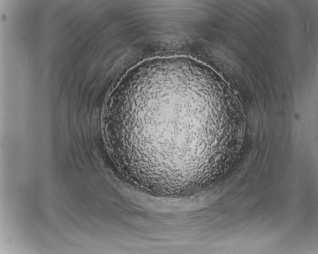 X0000064720034200602171627