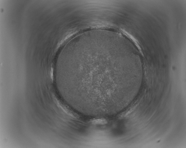 X0000064720067200602171627