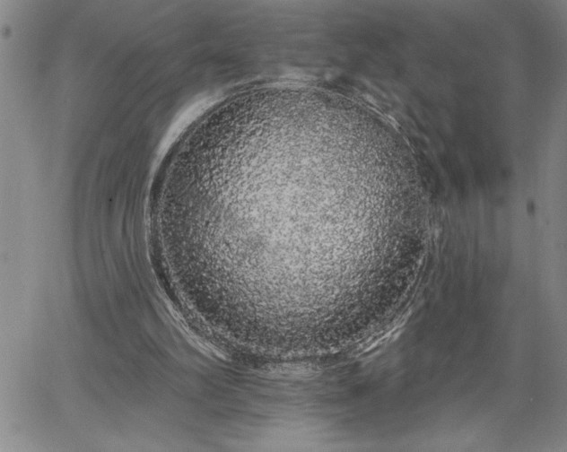 X0000064720102200602171626