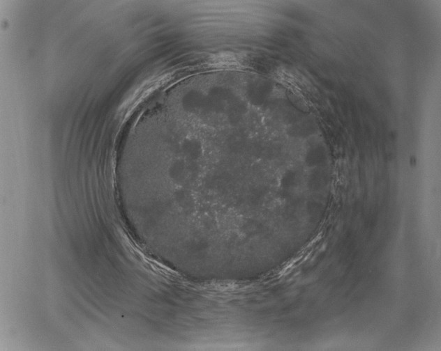 X0000064720194200602171625