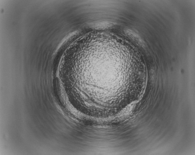 X0000064720400200602171621