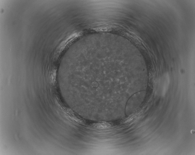 X0000064720652200602171617