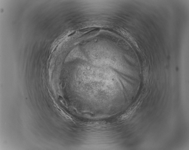 X0000064720721200602171615