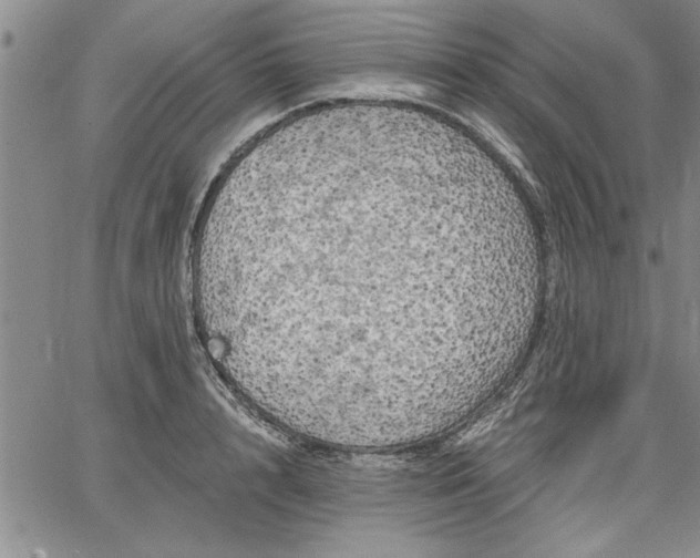 X0000064720848200602171614