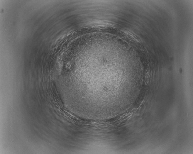 X0000064720917200602171612