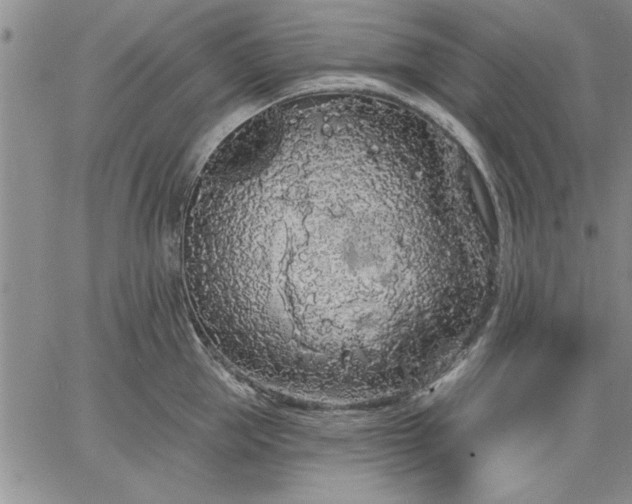 X0000064720953200602171612