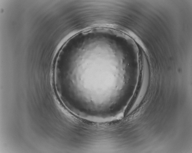 X0000064720955200602171612