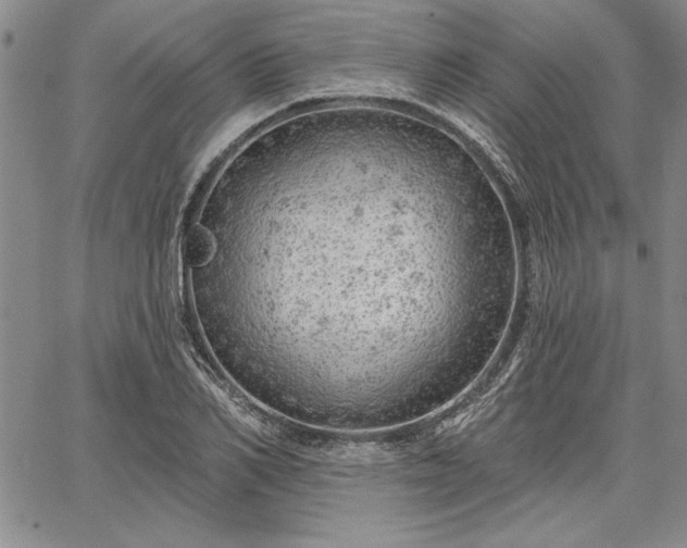 X0000064720982200602171611