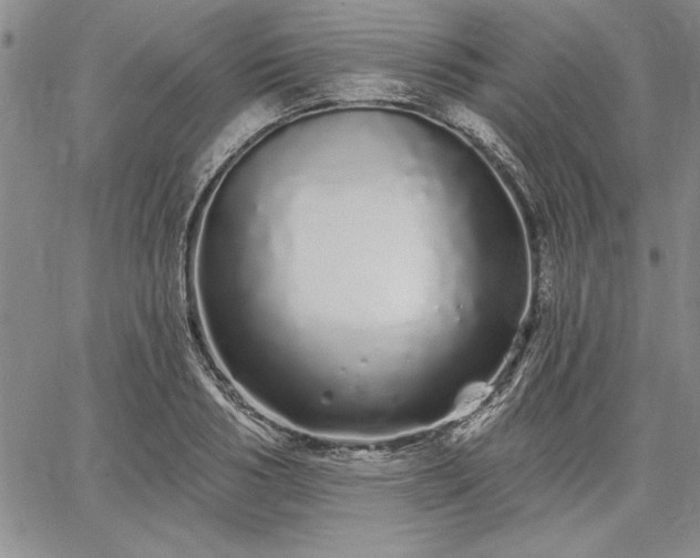 X0000064720986200602171611