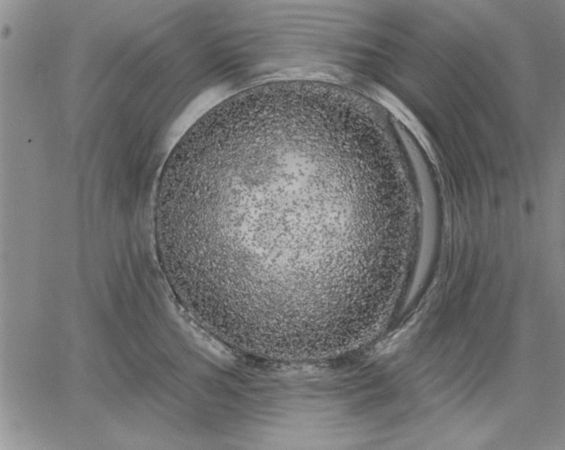 X0000064721002200602171611