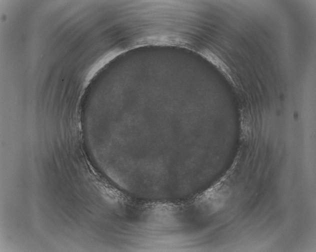 X0000064721070200602171610