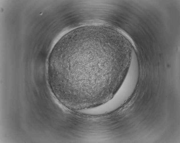 X0000064721099200602171609