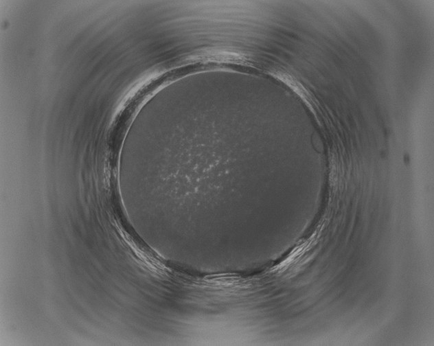 X0000064721115200602171609