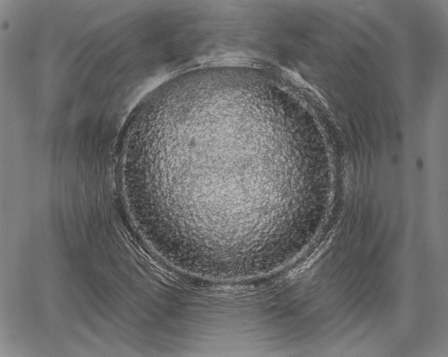 X0000064721166200602171608