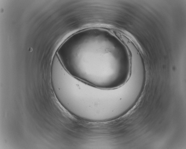 X0000064721244200602171608