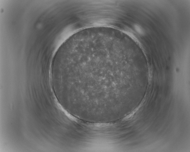 X0000064721294200602171606