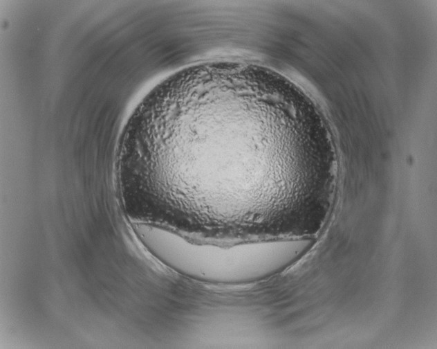 X0000064721296200602171606