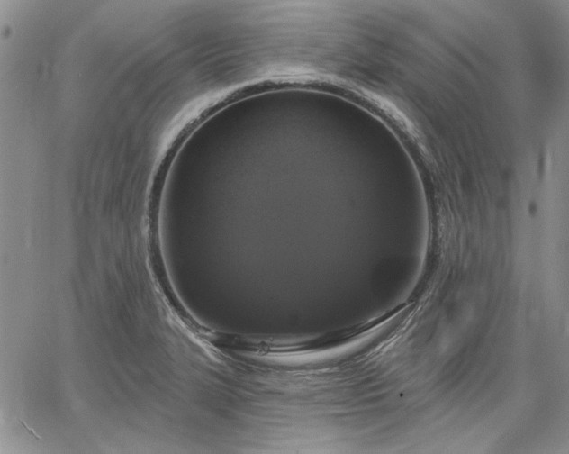 X0000064721327200602171606