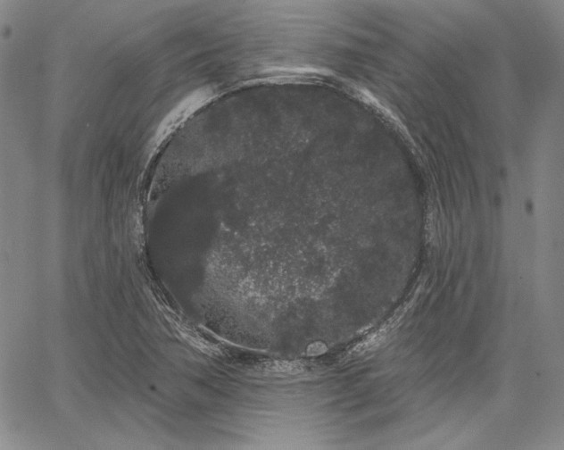 X0000064721362200602171605