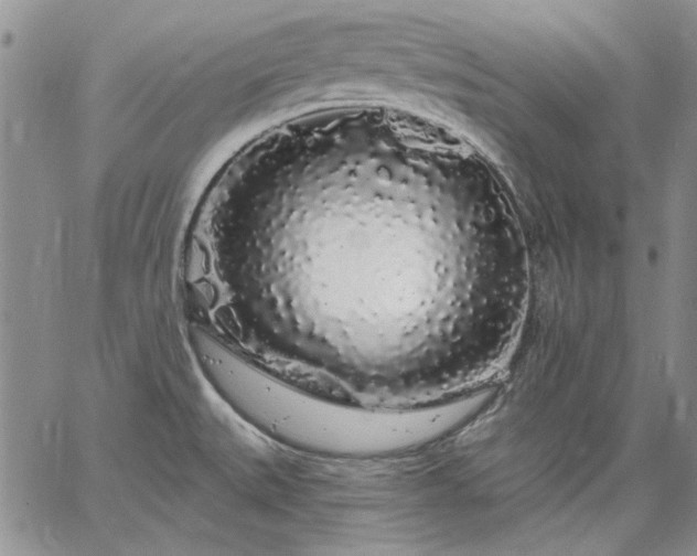 X0000064721527200602171603