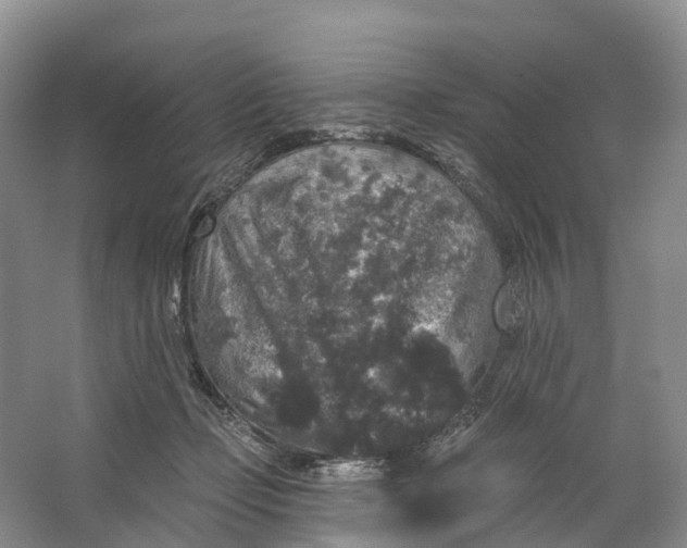 X0000064720365200602241648