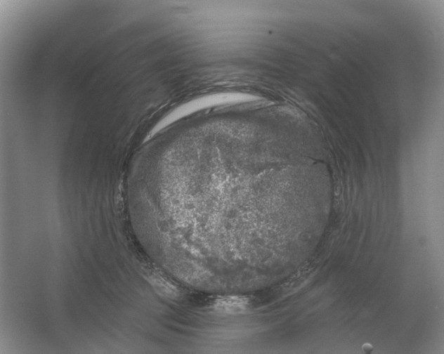 X0000064720369200602241648