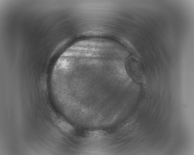 X0000064720396200602241647