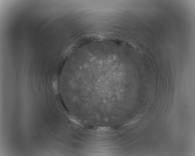 X0000064720720200602241639