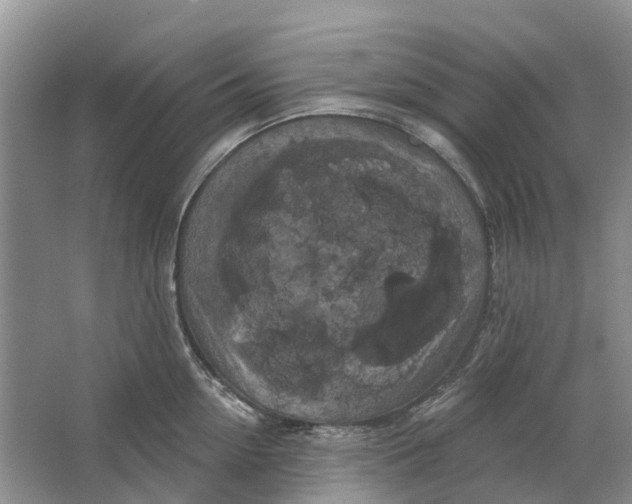 X0000064720954200602241634