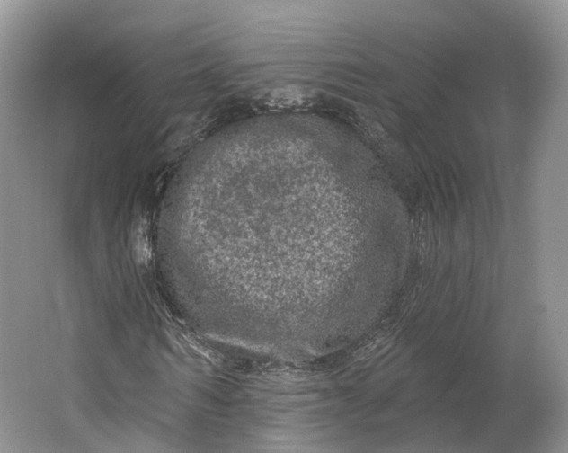 X0000064720962200602241633