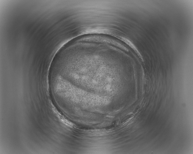 X0000064720980200602241633