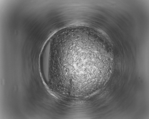 X0000064721039200602241631