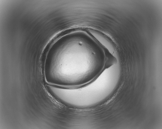 X0000064721118200602241629