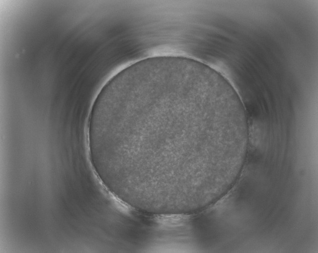 X0000064721150200602241629