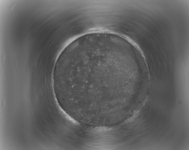 X0000064721239200602241627