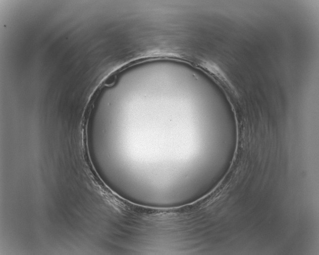 X0000064721268200602241625