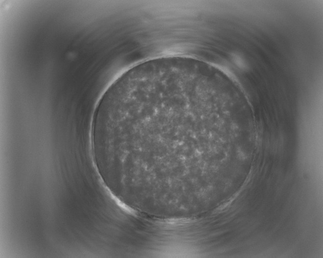 X0000064721294200602241625