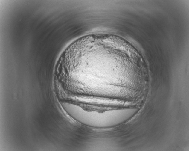 X0000064721296200602241624