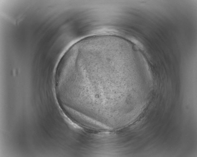 X0000064721478200602241620