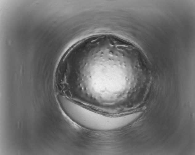 X0000064721527200602241619