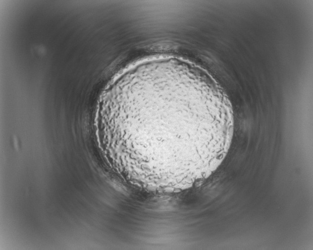 X0000064720326200603031622