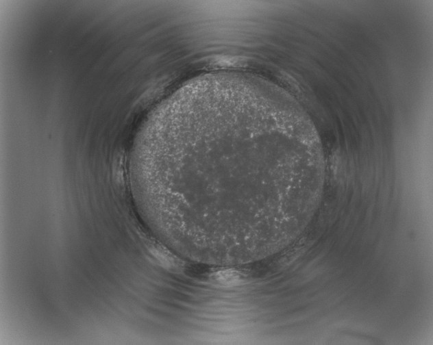 X0000064720423200603031621