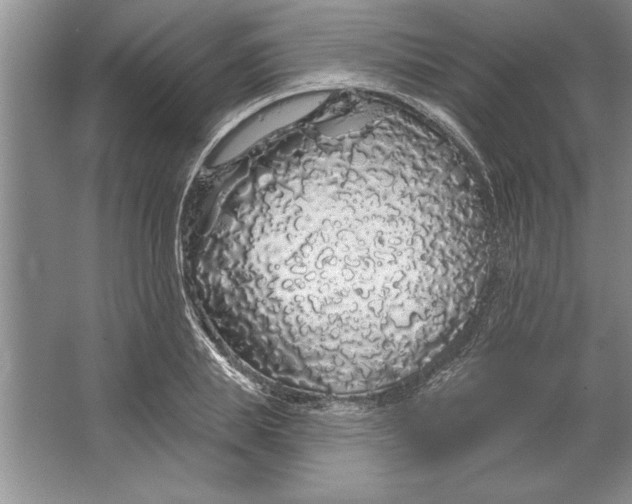 X0000064720839200603031613