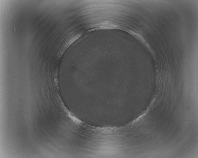 X0000064720889200603031613