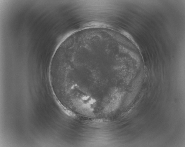 X0000064721098200603031609