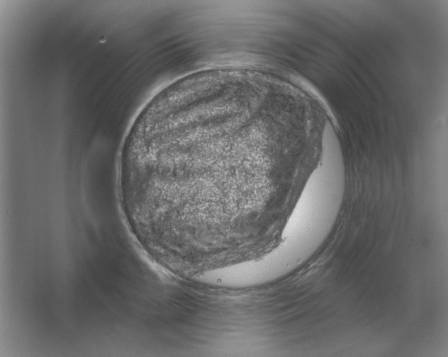 X0000064721099200603031609