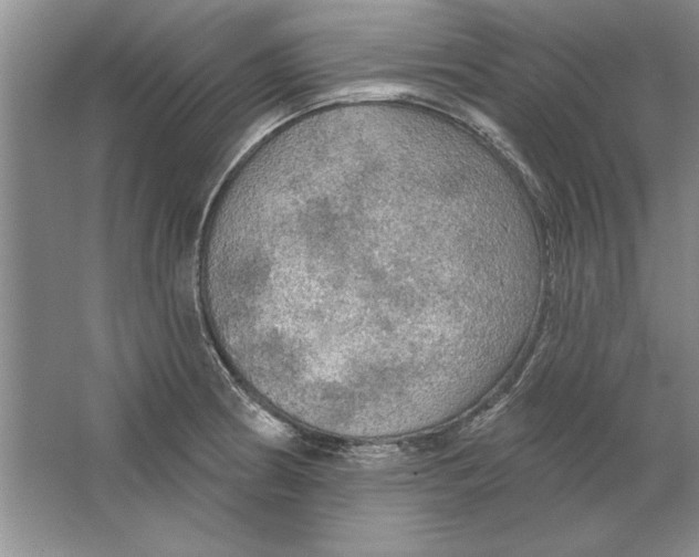 X0000064721186200603031608