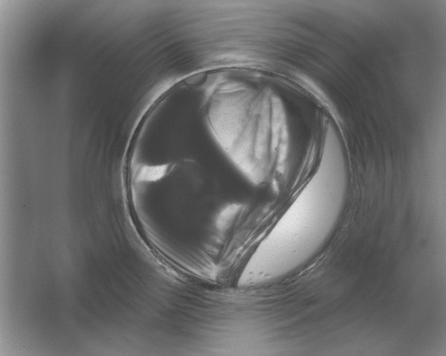 X0000064721291200603031606